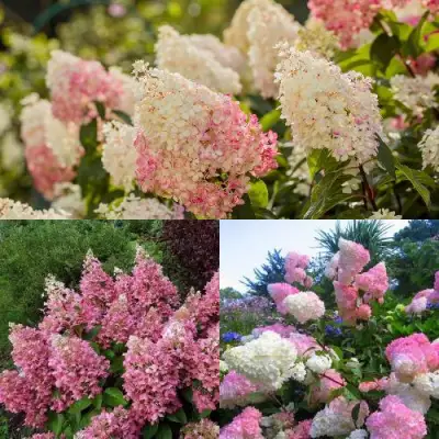 Комплект ЯГОДНОЕ МОРОЖЕНОЕ в Калинковичах