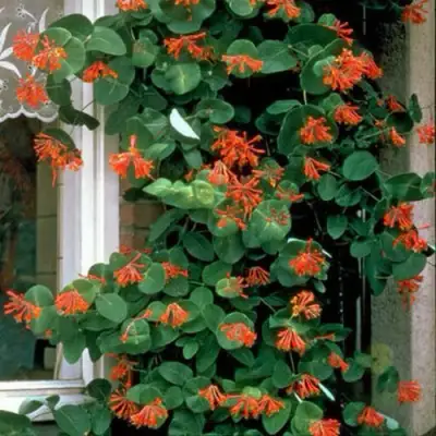 Жимолость ДРОМПОР СКАРЛЕТТ брауна в Калинковичах