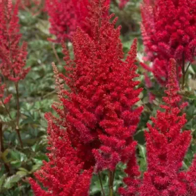 Астильба СКАЙСКРЕЙПЕР китайская в Калинковичах