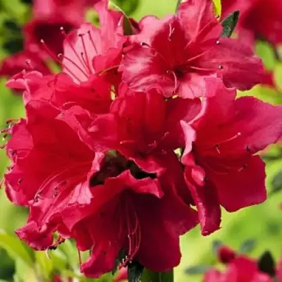 Азалия АРАБЕСК японская в Калинковичах