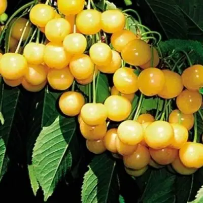 Черешня ДРОГАНА ЖЁЛТАЯ в Калинковичах