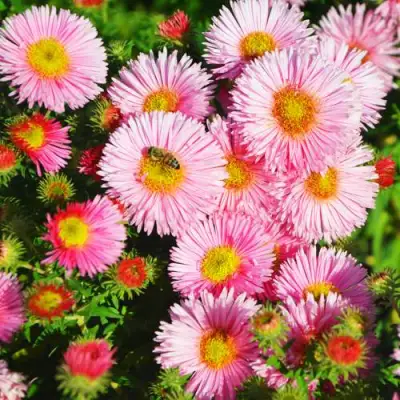 Астра РУДЕЛЬСБУРГ новоанглийская в Калинковичах