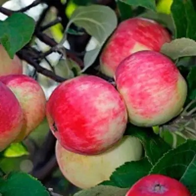 Яблоня СЕРЕБРЯНОЕ КОПЫТЦЕ в Калинковичах