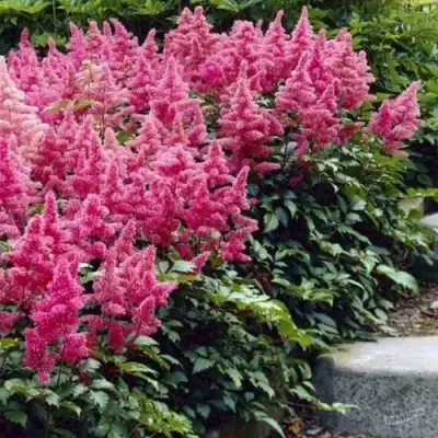 Астильба БОНН японская в Калинковичах