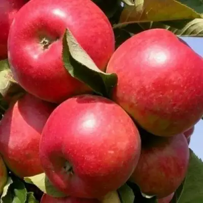 Яблоня ДЖИН колонновидная в Калинковичах