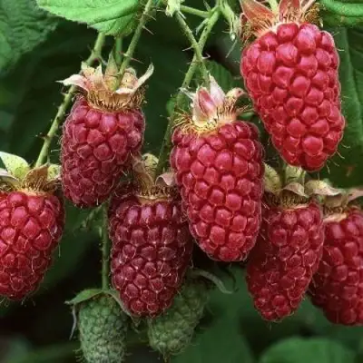 Малина РУБИНОВОЕ ОЖЕРЕЛЬЕ в Калинковичах