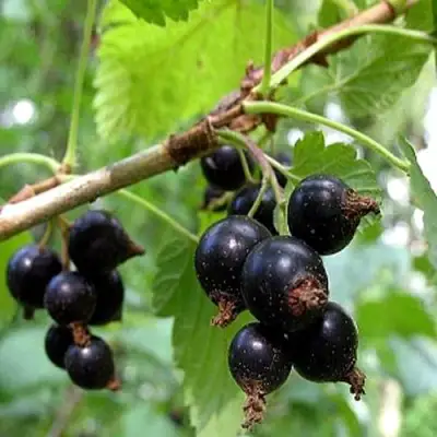 Смородина чёрная БИНАР в Калинковичах