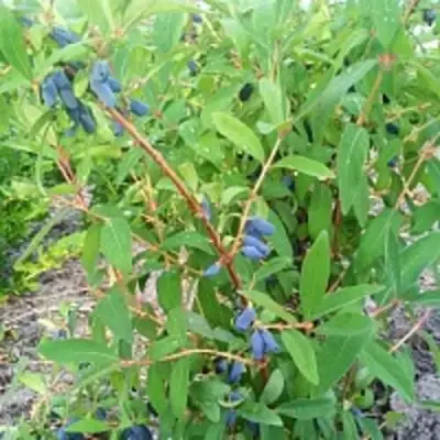 Жимолость съедобная АМФОРА в Калинковичах