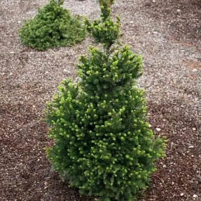 Ель ВИЛС ЦВЕРГ обыкновенная в Калинковичах