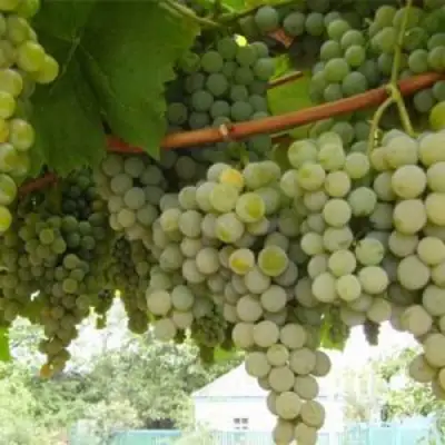 Виноград АНАНАСНЫЙ РАННИЙ в Калинковичах