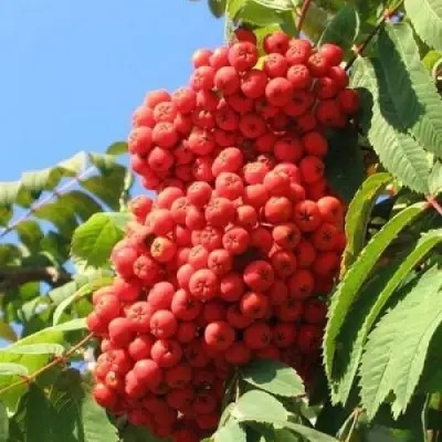 Рябина НЕВЕЖИНСКАЯ сладкоплодная в Калинковичах