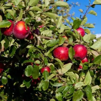 Яблоня СЯБРЫНА в Калинковичах