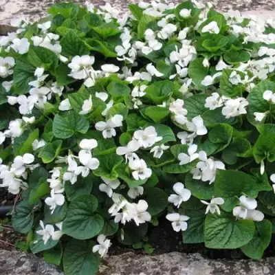 Фиалка АЛЬБИФЛОРА сестринская в Калинковичах