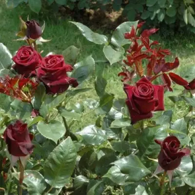 Роза БЛЭК БАККАРА чайно-гибридная в Калинковичах