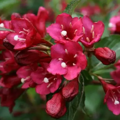 Вейгела ЕВА РАТКЕ в Калинковичах