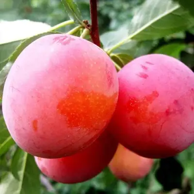 Слива КОМЕТА в Калинковичах