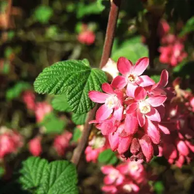 Смородина кроваво-красная ПУЛБОРО СКАРЛЕТ  в Калинковичах