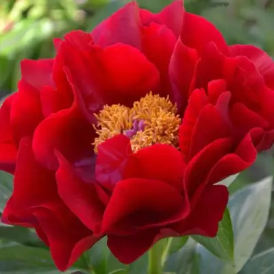 Пион МАКИНАК ГРАНД травянистый в Калинковичах