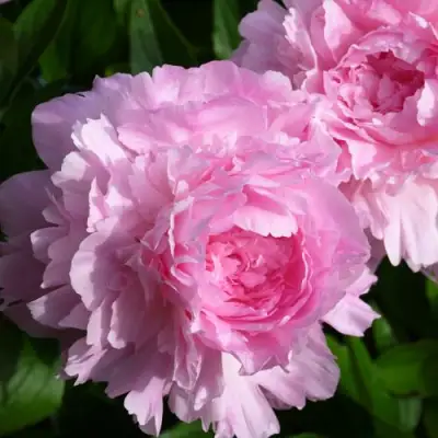 Пион ЛЕТЯЩИЙ ЖУРАВЛЬ травянистый в Калинковичах