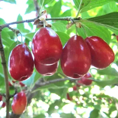 Кизил ЛУКЬЯНОВСКИЙ в Калинковичах