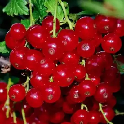 Смородина красная СЕРПАНТИН в Калинковичах