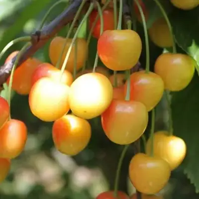 Черешня ЯНТАРНАЯ в Калинковичах