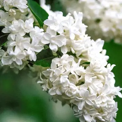 Сирень МАДАМ ЛЕМУАН в Калинковичах