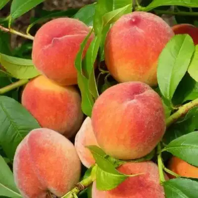 Персик РЕД ХЕВЕН в Калинковичах