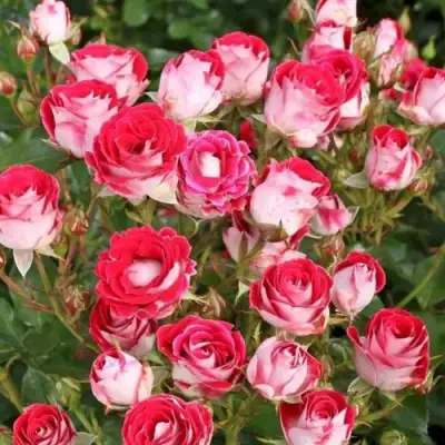 Роза ШОНЕ КОБЛЕНЦЕРИН флорибунда в Калинковичах