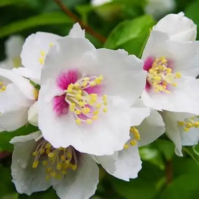 Жасмин БЕЛЬ ЭТУАЛЬ в Калинковичах