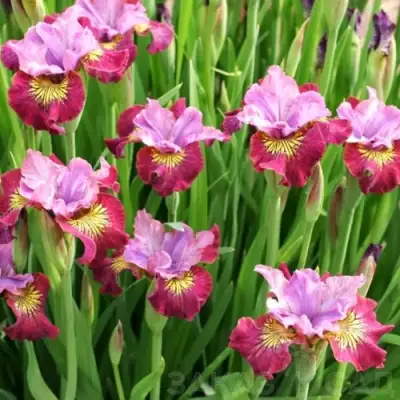 Ирис МИСС ЭППЛ сибирский в Калинковичах