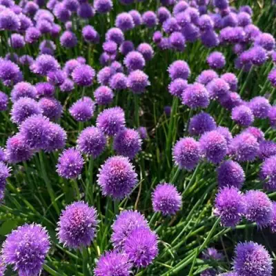 Лук-шнитт в Калинковичах