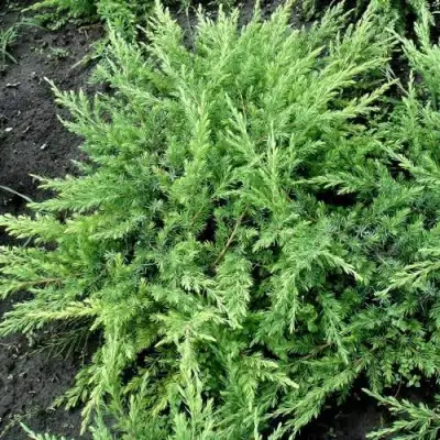 Можжевельник ШЛЯГЕР прибрежный в Калинковичах