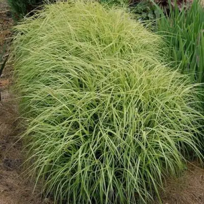 Осока ВАРИЕГАТА пальмолистная в Калинковичах