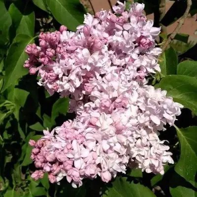 Сирень МИЛОСЕРДИЕ в Калинковичах