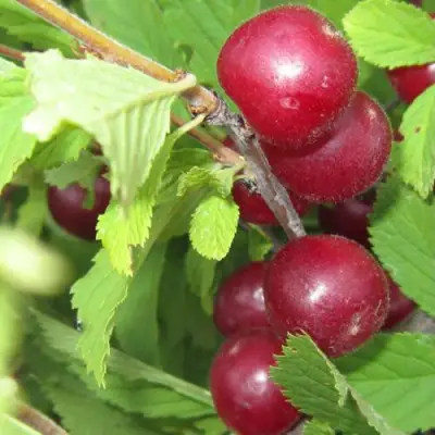 Вишня персиковая АФЛОЦЕРАЗУС в Калинковичах