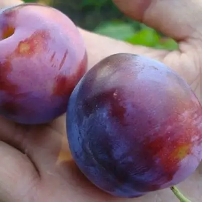 Слива РЕНКЛОД в Калинковичах