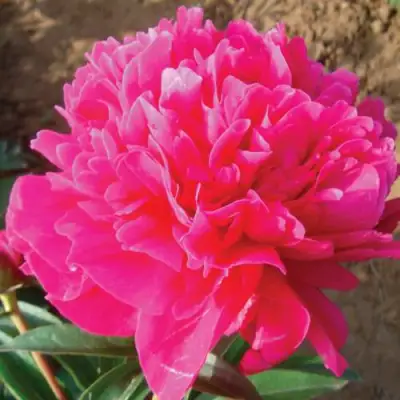 Пион РУБИНОВЫЙ СВЕТ травянистый в Калинковичах