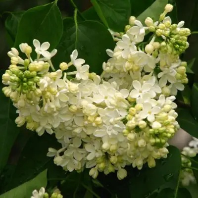 Сирень ПРИМРОУЗ в Калинковичах