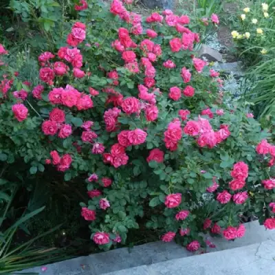 Роза ДЖОРДЖ ВАНКУВЕР флорибунда в Калинковичах