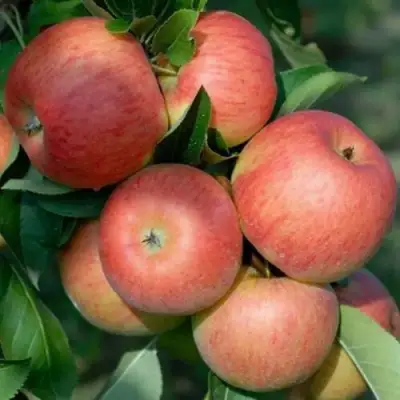 Яблоня ТОПАЗ в Калинковичах