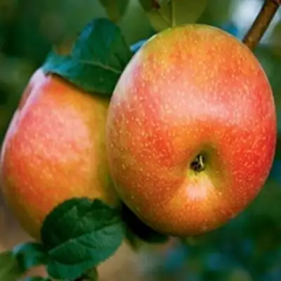 Яблоня ПЕРСИКОВАЯ в Калинковичах