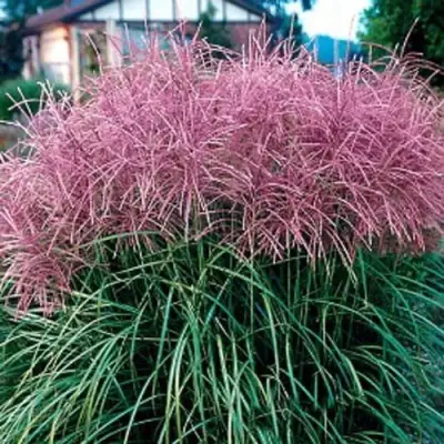 Мискантус МАЛЕПАРТУС китайский  в Калинковичах