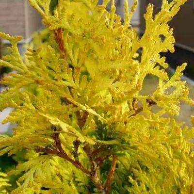 Туя ЕВРОПА ГОЛД западная в Калинковичах