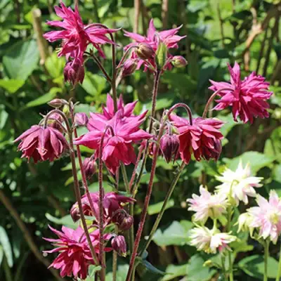 Аквилегия БАРЛОУ БОРДО обыкновенная в Калинковичах