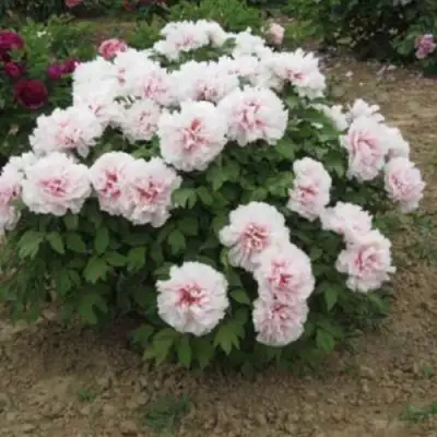 Пион ПЕРСИК ПОД СНЕГОМ древовидный в Калинковичах