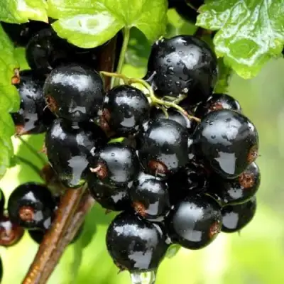 Смородина чёрная БЕЛОРУССКАЯ СЛАДКАЯ в Калинковичах