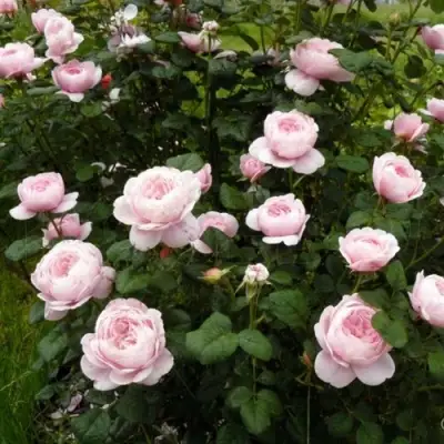 Роза КУИН ОФ СУИДЕН (КОРОЛЕВА ШВЕЦИИ) английская в Калинковичах