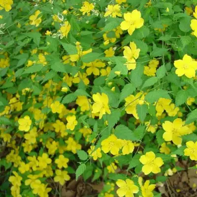 Керрия японская ГОЛДЕН ГИНЕЯ в Калинковичах