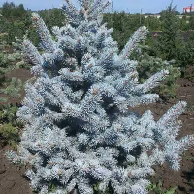 Ель МИСТИ БЛЮ голубая в Калинковичах